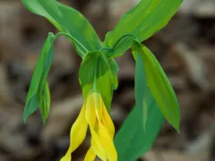 Large-flowered bellwort