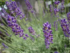 English lavender 'Hidcote'