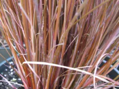 Leatherleaf sedge