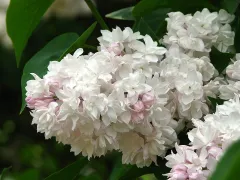 Lilac 'Beauty of Moscow'