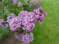 Lilac 'Sensation'