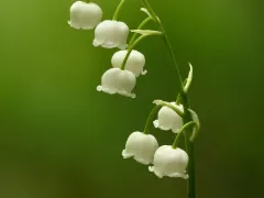 Lily of the valley