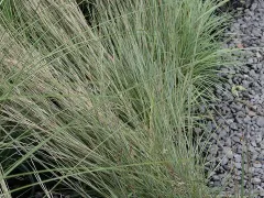 Little bluestem 'The Blues'