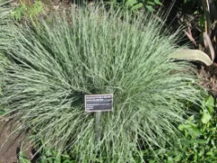 Little bluestem