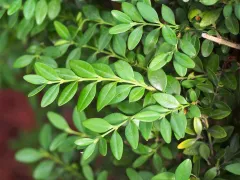 Littleleaf boxwood 'Winter Gem'