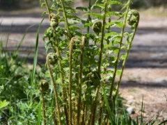 Male fern