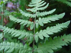 Marsh fern