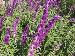 Mexican bush sage