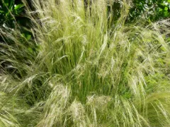 Mexican feather grass