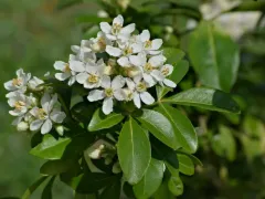 Mexican orange blossom