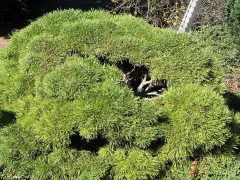 Mugo pine 'Mops'