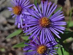 New England aster