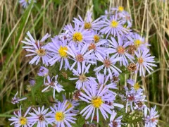 New York aster