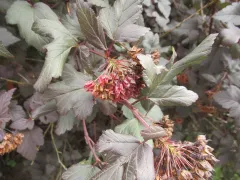 Ninebark 'Diabolo'