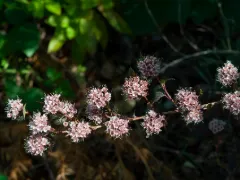 Ninebark 'Little Devil'