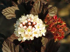 Ninebark 'Summer Wine'