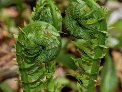 Ostrich fern