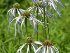 Pale purple coneflower