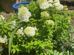 Panicle hydrangea 'Bobo'