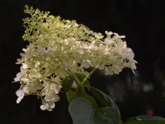 Panicle hydrangea 'Limelight'