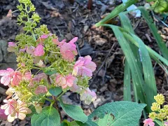 Panicle hydrangea 'Pinky Winky'