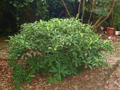 Paperbush