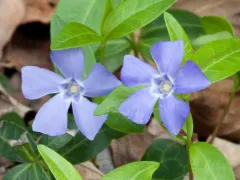 Periwinkle