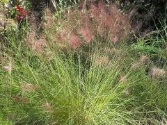 Pink muhly grass