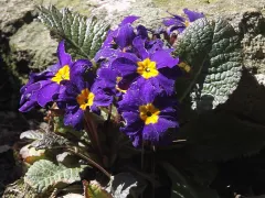 Polyanthus primrose