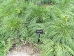 Prairie dropseed