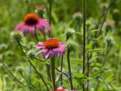 Purple coneflower