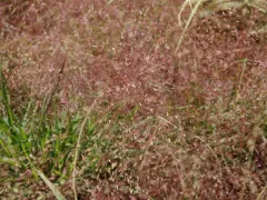 Purple love grass