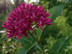 Purple milkweed