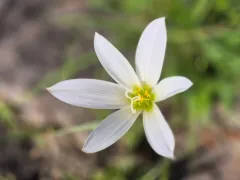 Rain lily