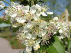 Red chokeberry 'Brilliantissima'