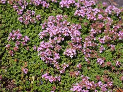 Red creeping thyme