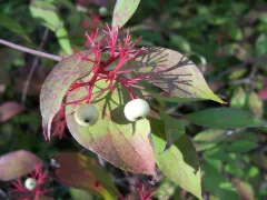 Red osier dogwood
