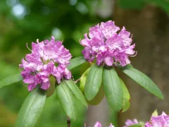 Rhododendron 'Roseum Elegans'
