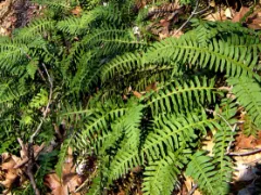 Rock polypody