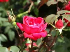 Rose 'Double Knock Out'