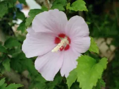 Rose of Sharon