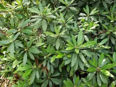 Rosebay rhododendron