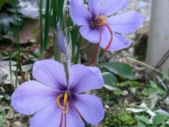 Saffron crocus