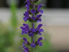 Salvia 'May Night'