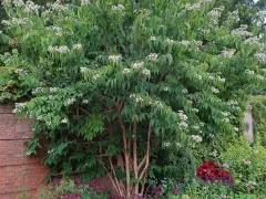 Seven-son flower