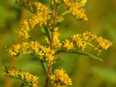 Showy goldenrod