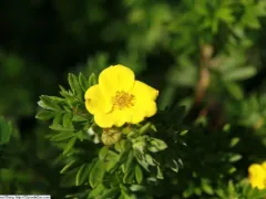 Shrubby cinquefoil 'Goldfinger'
