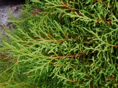 Siberian cypress