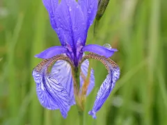Siberian iris
