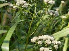 Slender mountain mint